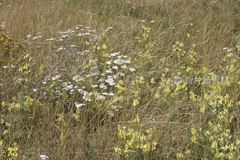 英国夏日草地上的蓍草和普通蟾宫草