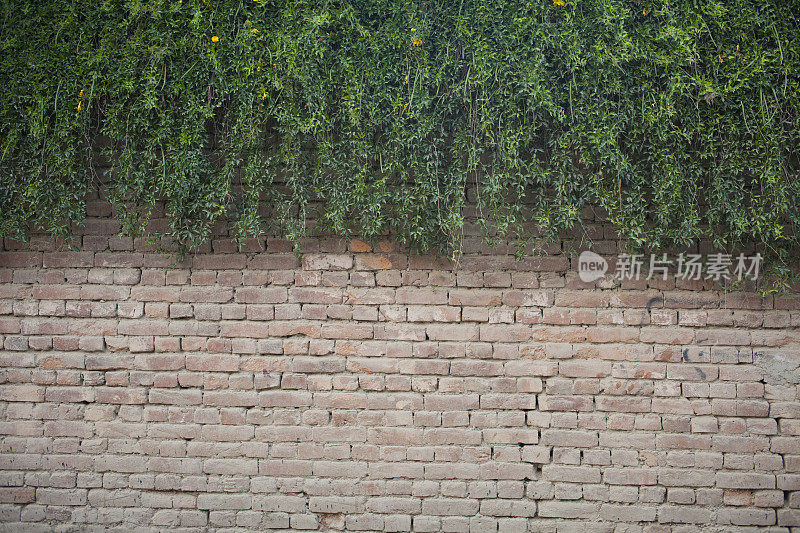 爬满常春藤的砖墙。
