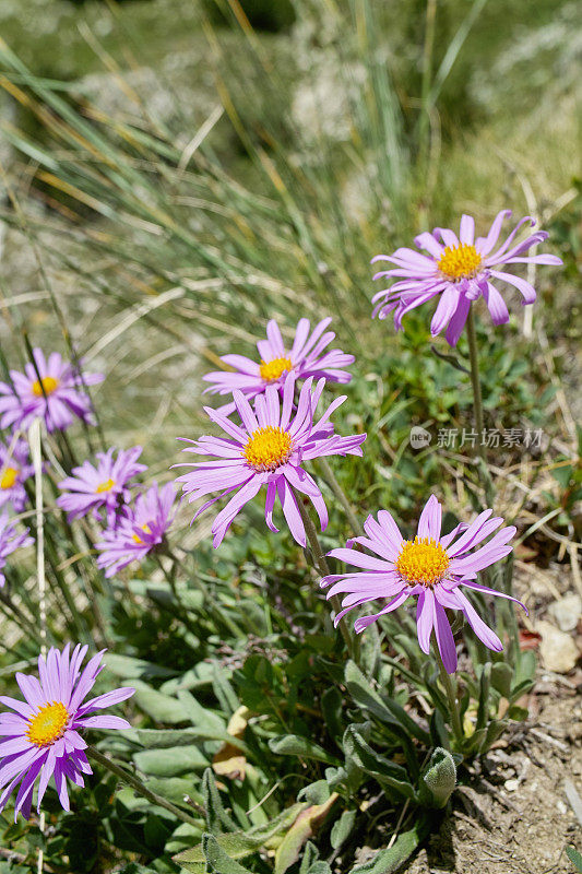 盛开的高山aster