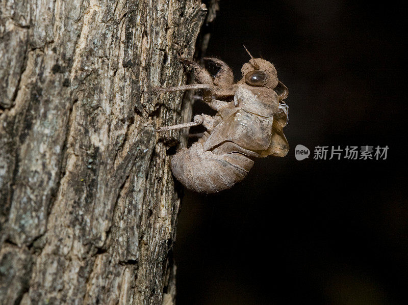 奇怪的昆虫