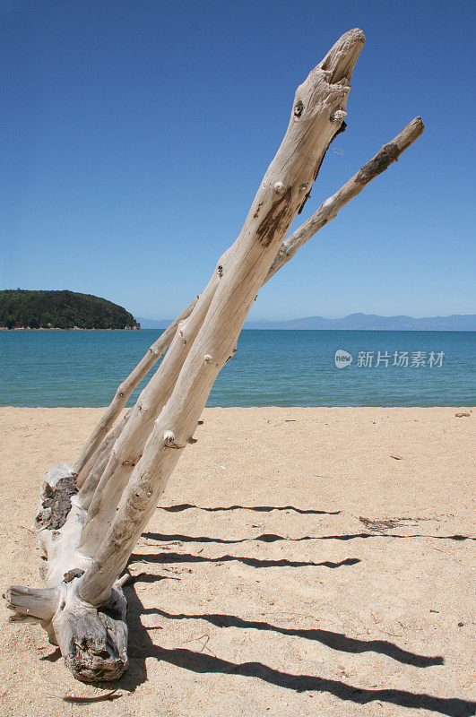 沙滩上的浮木