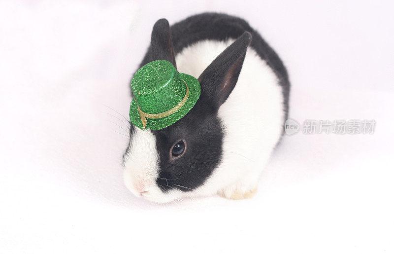 圣帕特里克节-戴帽子的兔子