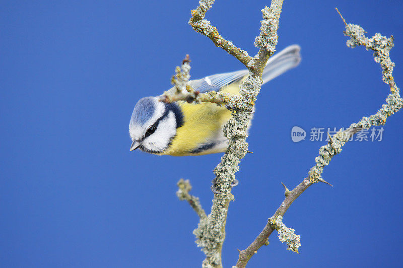 蓝山雀在蓝天前