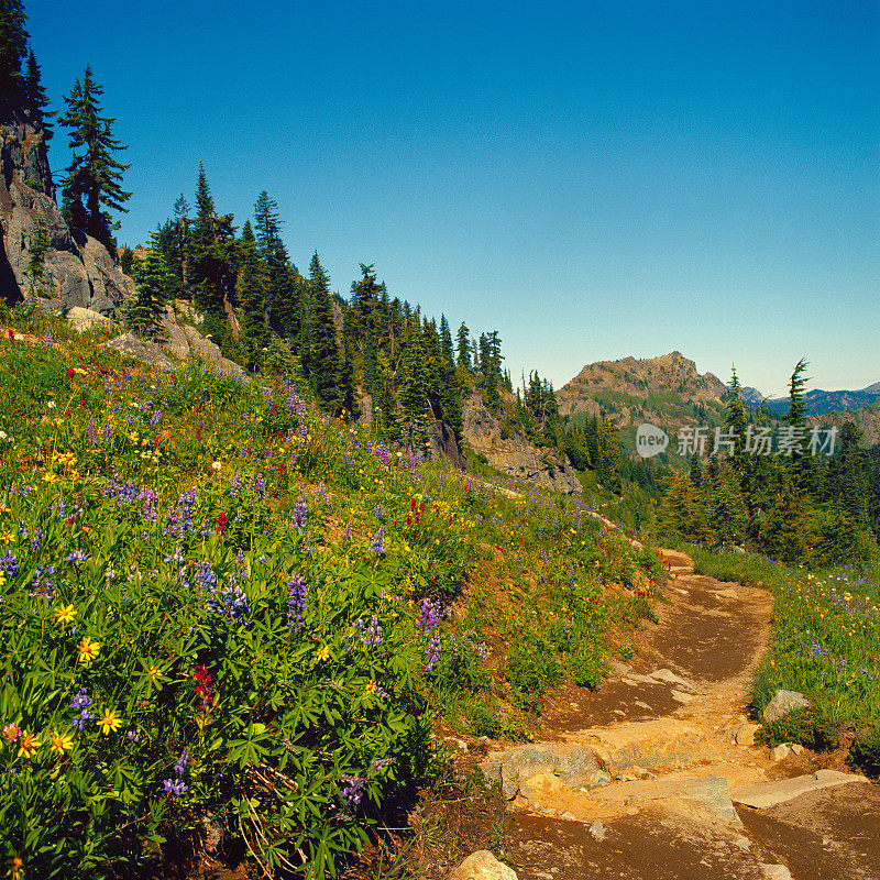 华盛顿州雷尼尔山，太平洋山脊步道上的野花