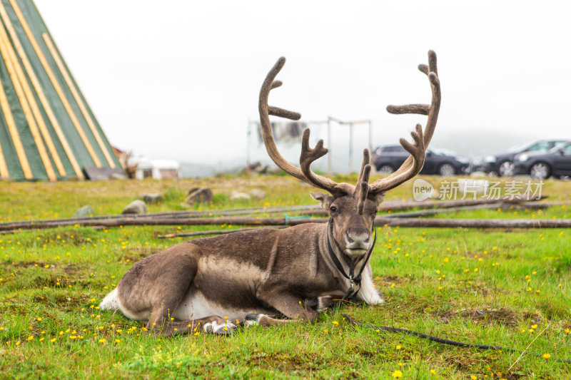 挪威自然中的驼鹿