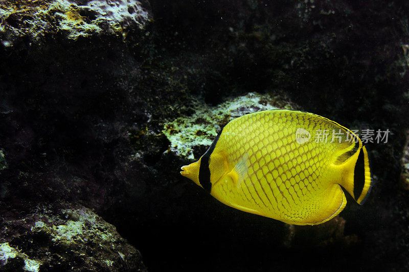 水下格子蝴蝶鱼。