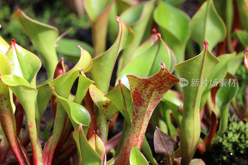 食肉太阳猪笼草，陷阱(Heliamphora)图片