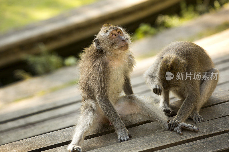 猴林(Maymun)雄性长尾猕猴