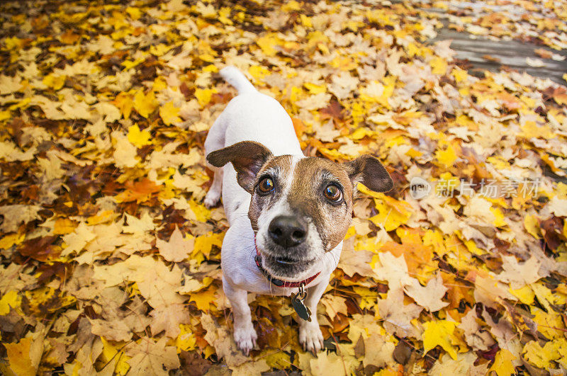杰克罗素梗狗站在秋天的枫叶表面