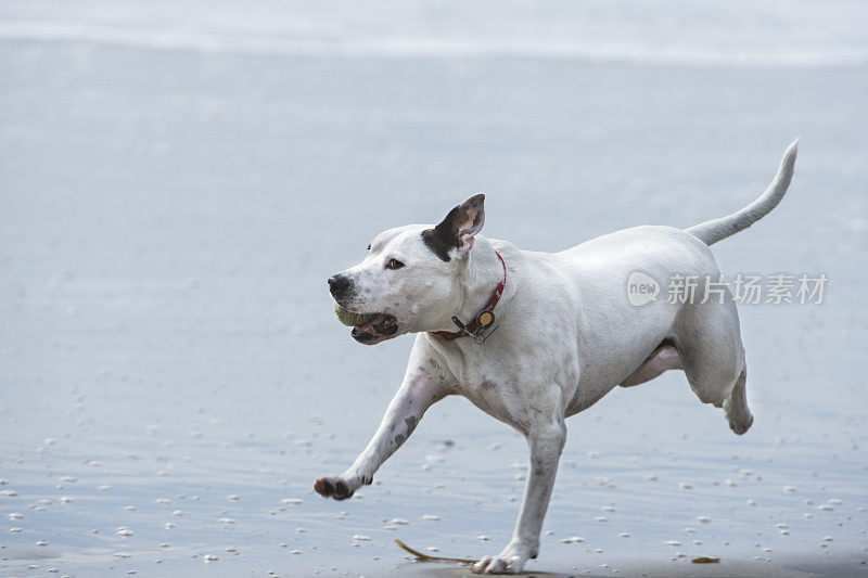 在海滩上奔跑的白斗牛梗犬