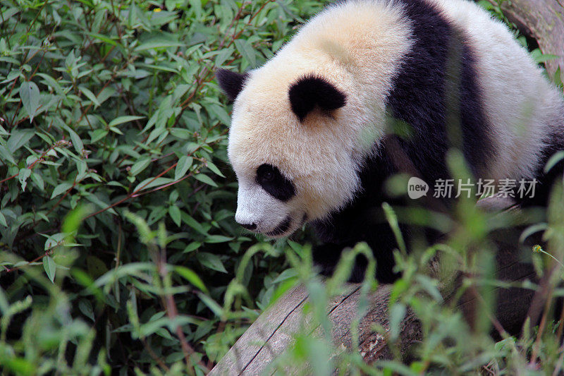 中国:熊猫