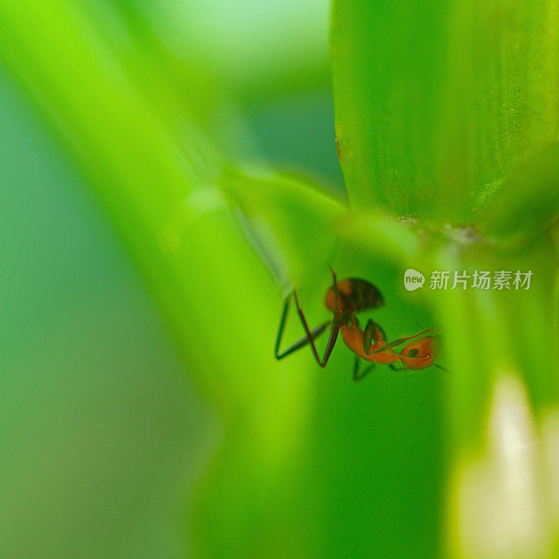 蚕豆花和蚂蚁03