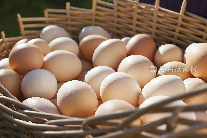 农场新鲜的鸡蛋