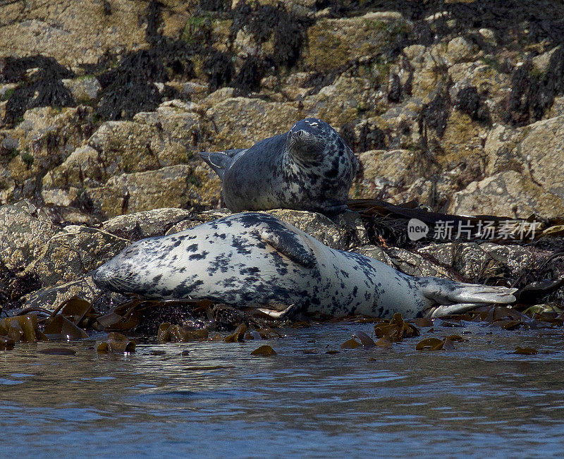 灰色的海豹