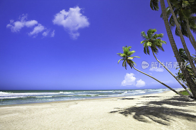 加勒比海的热带白色沙滩和椰子树