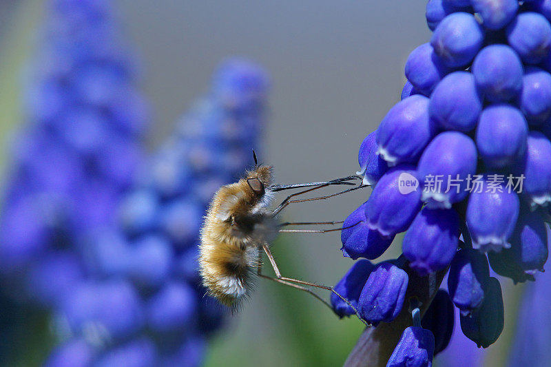 蜜蜂飞