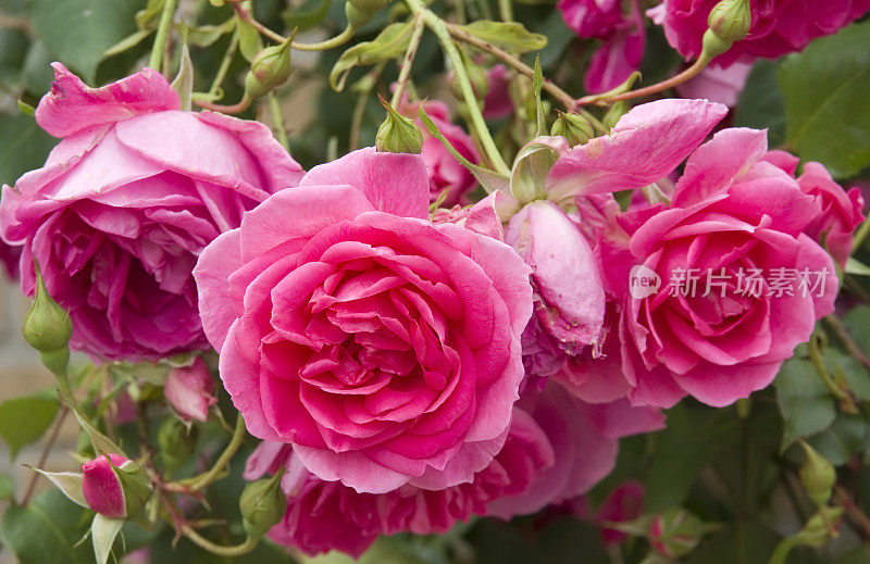 粉红色的玫瑰花园