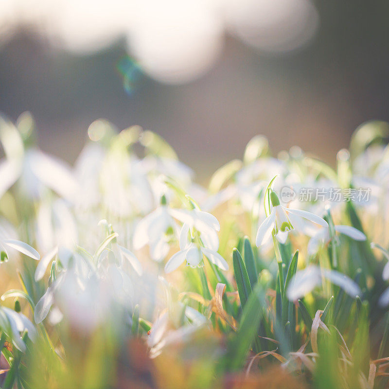 雪花莲(雪花)