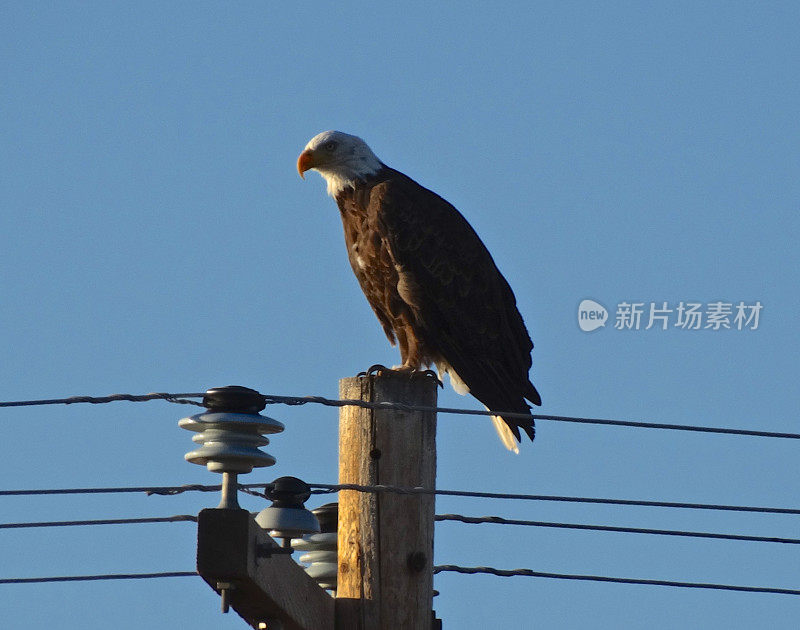 克拉马斯盆地秃鹰