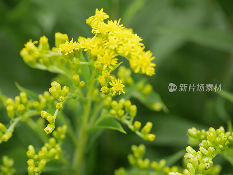 加拿大黄花(一枝黄花)