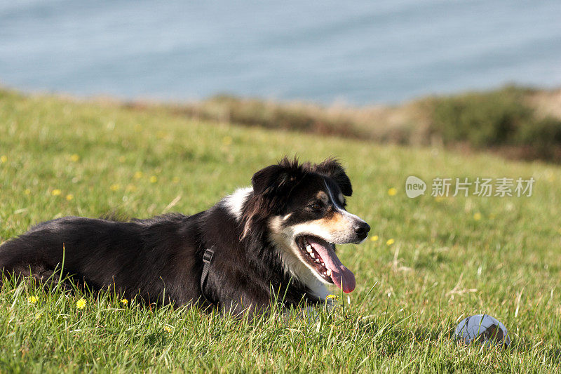 边境牧羊犬躺在草地上