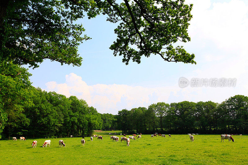 荷兰牧场上的奶牛