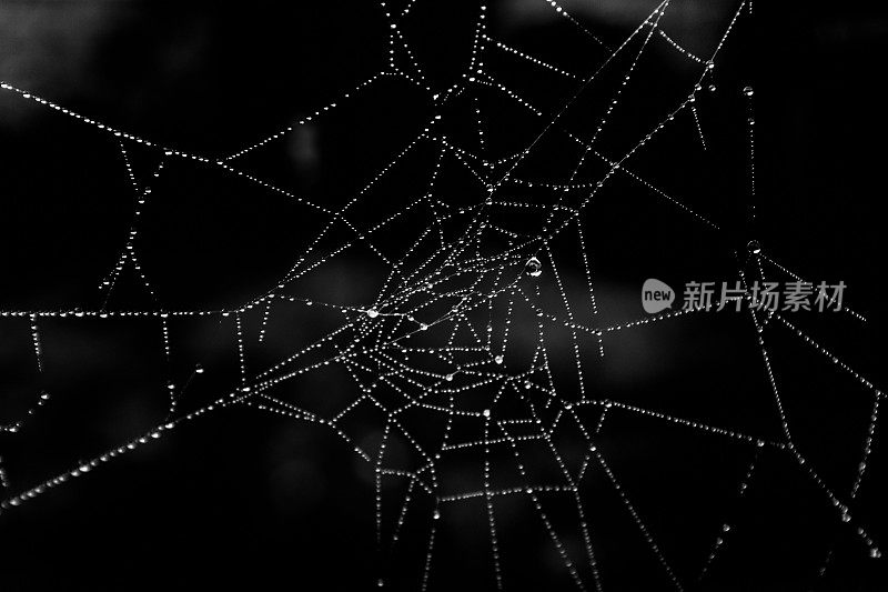蜘蛛用露珠结网