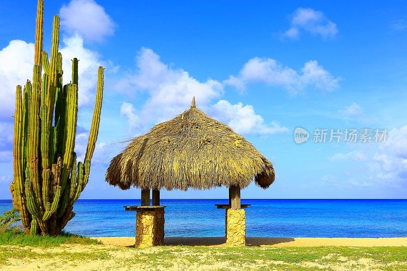 仙人掌和帕拉帕-阿鲁巴海滩，荷属安的列斯群岛，加勒比海
