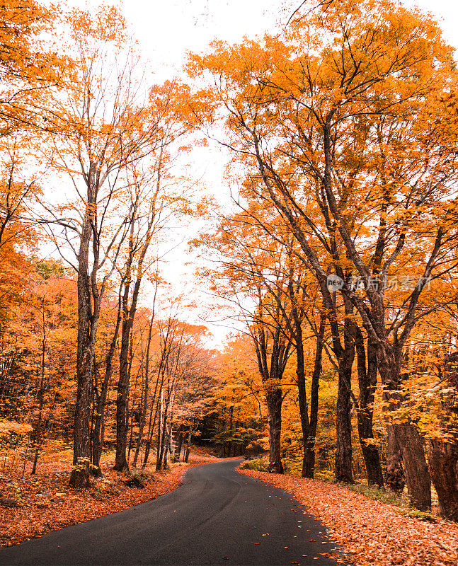 佛蒙特州-新英格兰秋季公园