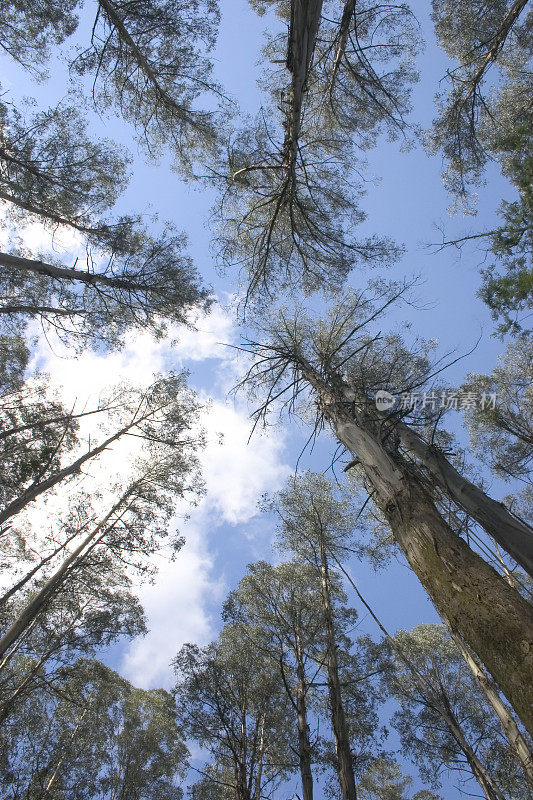 花楸森林