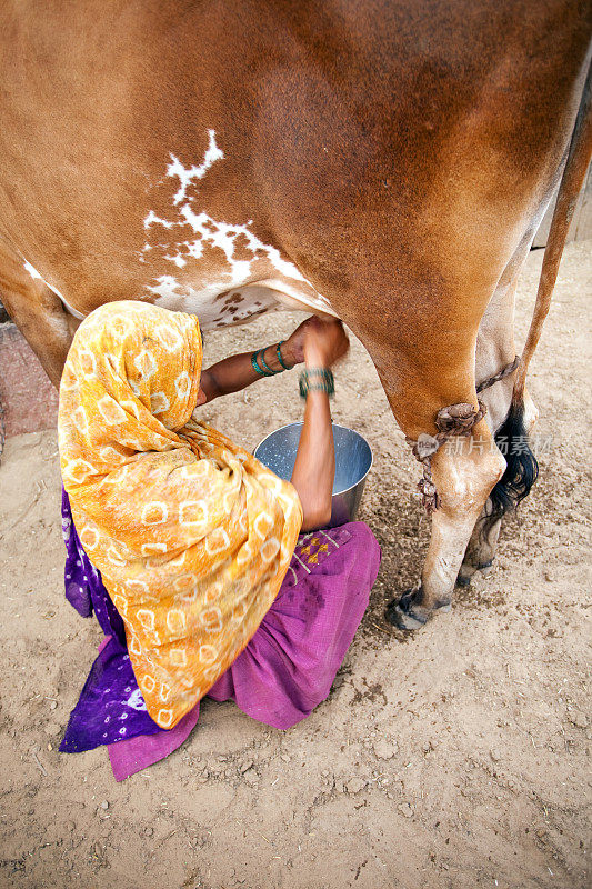 哈里亚纳邦的一位印度农村妇女正在给奶牛挤奶