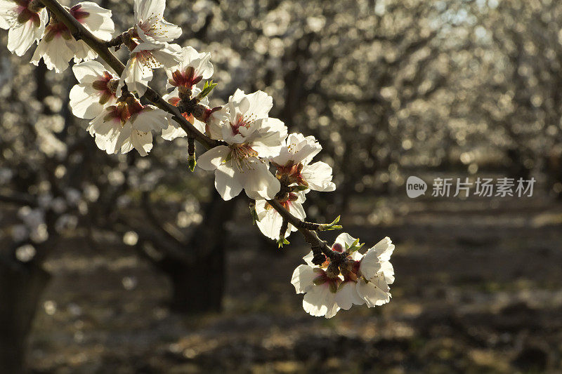 杏树开花