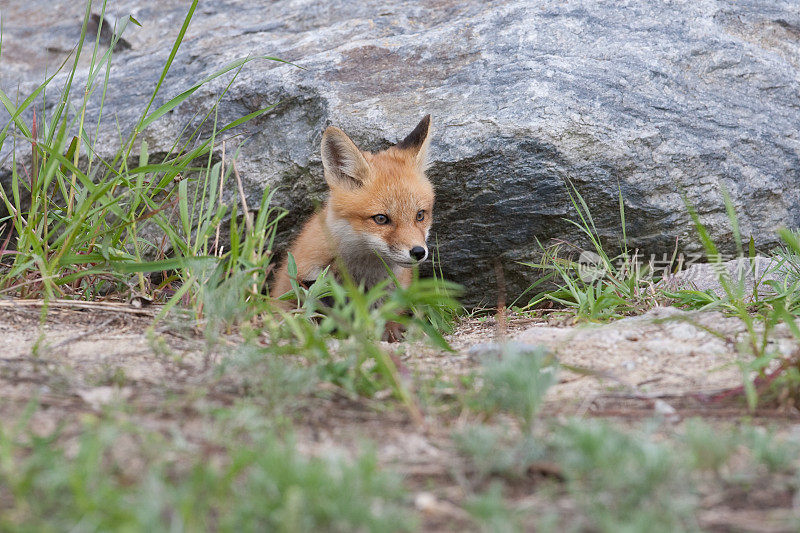 红狐狸幼崽
