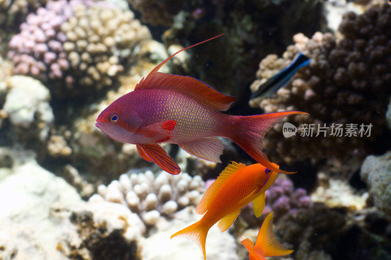 热带鱼Anthias