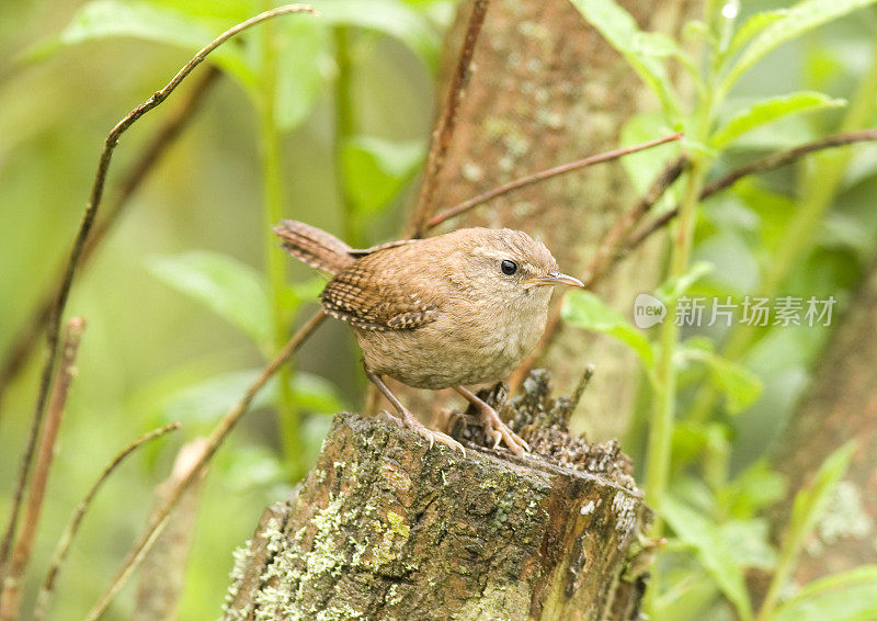 雷恩(Troglodytes-troglodytes)