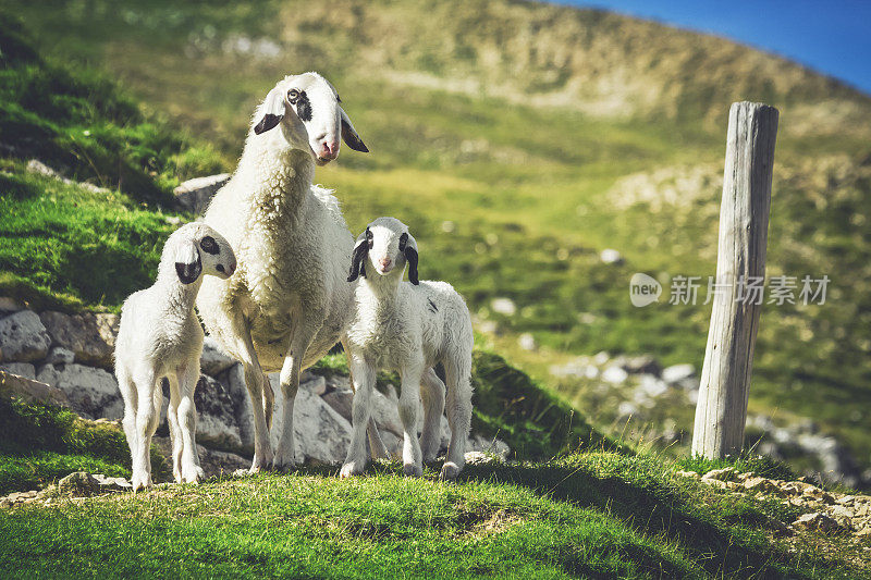 高山绵羊家族:妈妈和小羊羔