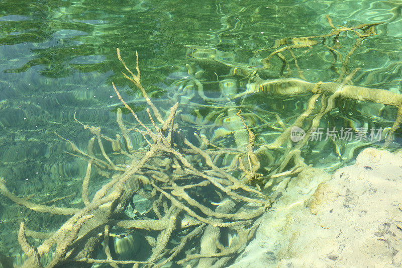 克罗地亚Plitvice湖上的一棵枯树