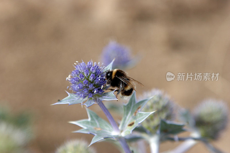 海葵上的大黄蜂