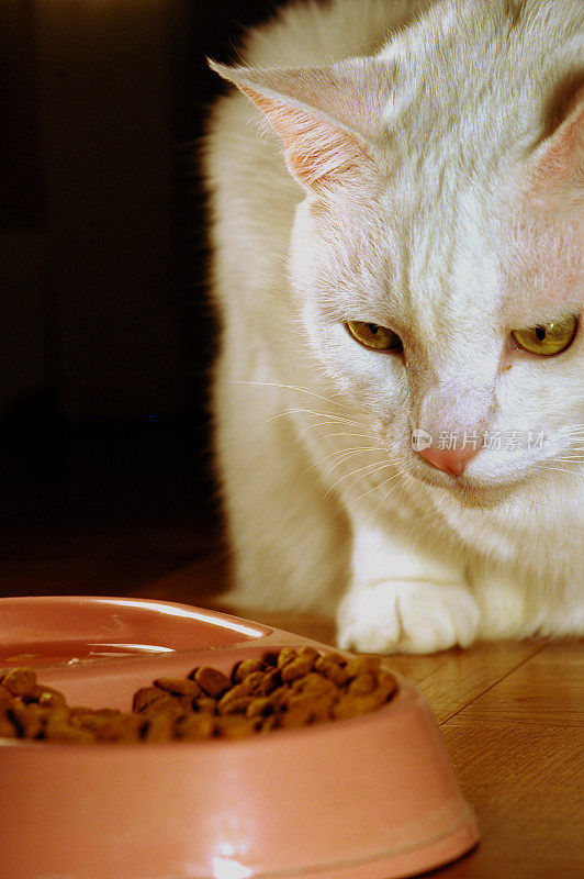 猫眼食盆