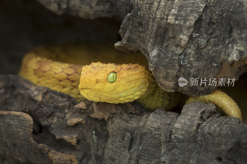 有毒的灌木蝰蛇-橙色阶段