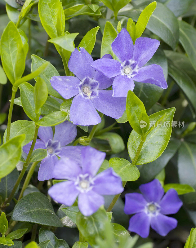 小长春花(小长春花)