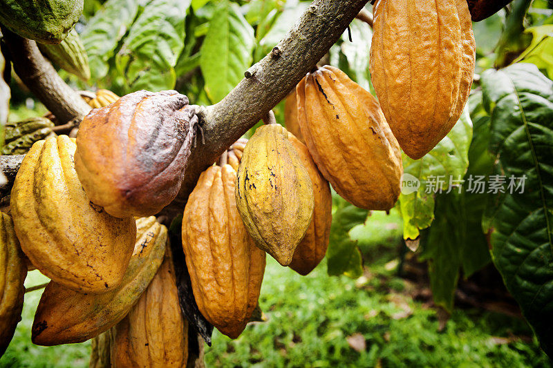 农场种植的巧克力可可果树