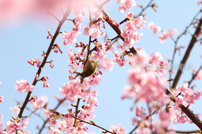 樱花盛开的日本白眼