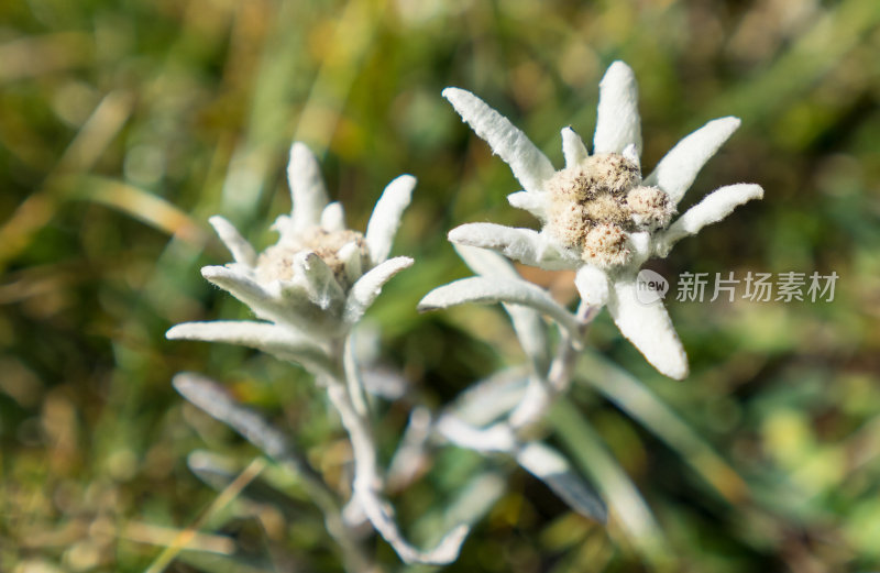 雪绒花