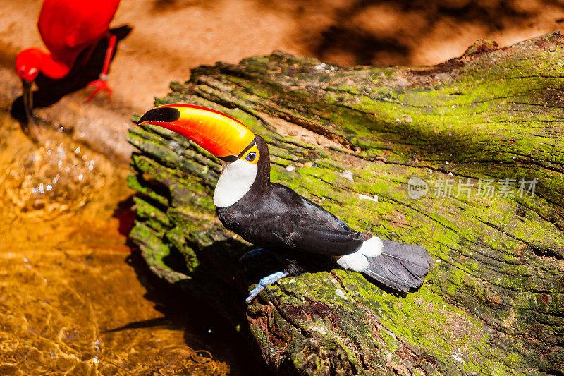 巴西热带雨林中的托科巨嘴鸟。