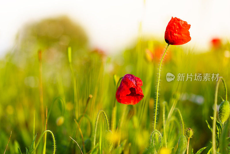 春天草地上的罂粟花