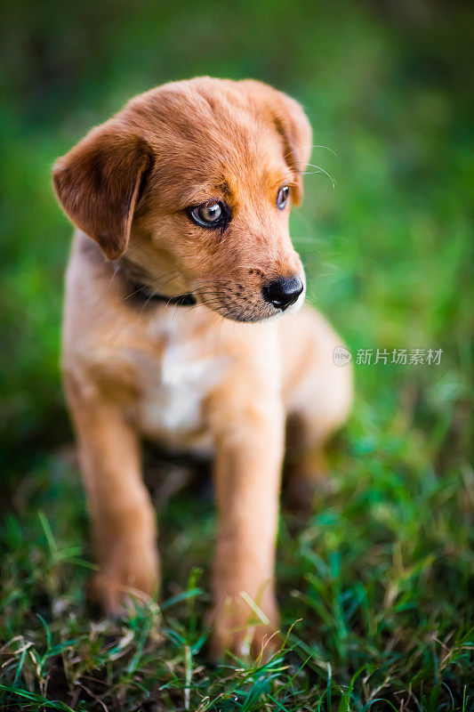 草坪上的拉布拉多寻回犬