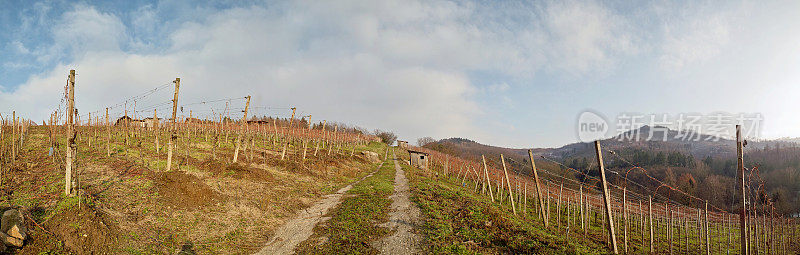 冬季的葡萄园和乡村景观的全景