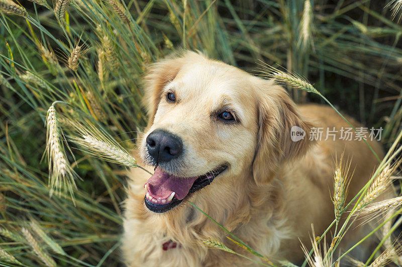 金毛猎犬坐在田野里