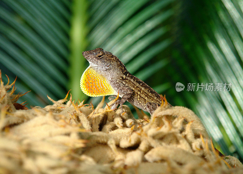 岩石上蜥蜴的特写镜头